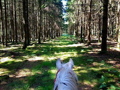 Martué equestrian farm