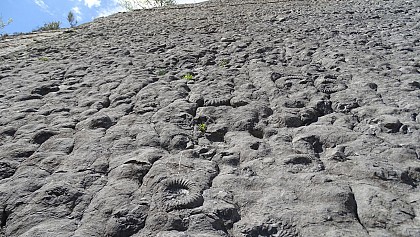 The ammonite slab