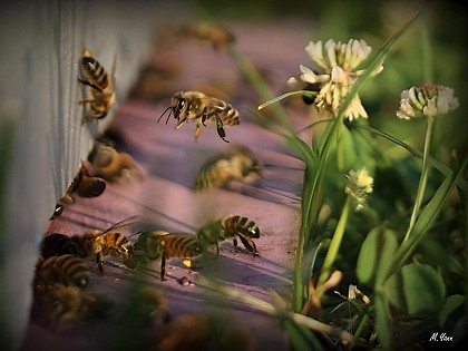 Michel MANAUD Apiculteur