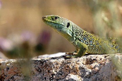 Le Lézard ocellé