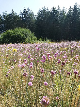 Pelouse sableuse à Armérie des sables