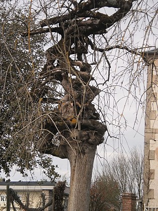 Arbre remarquable