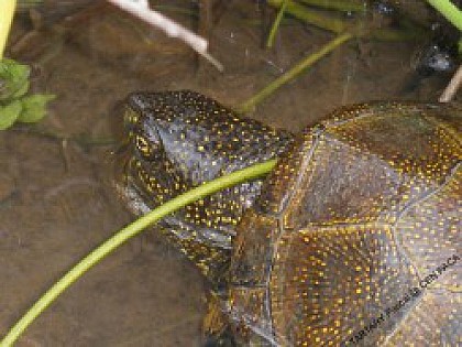 C - Milieu aquatique