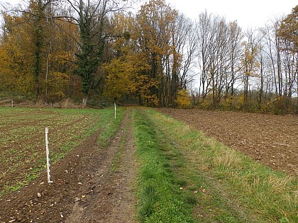 [Sentier Gall'eau romain] Vous entrez dans une hêtraie - chênaie calcicole de pente