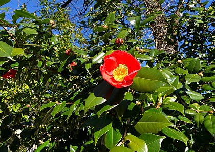 Jardin des Camélias