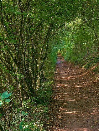 Forêt de l'altenberg