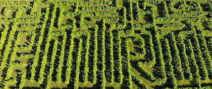 Labyrintruche