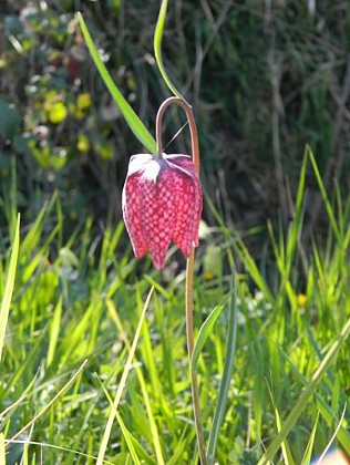 La Fritillaire Pintade