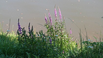 Pêche en étangs privés