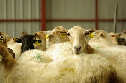 Zozaya Xabi et Pantxika