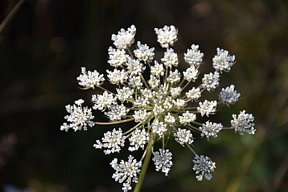 Aire de pique-nique La Coquille