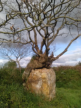 Menhir de Keréven Locmaria-plouzané