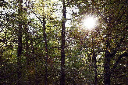 La forêt de Palleau