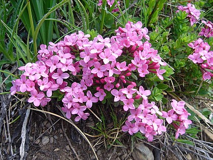 Le Daphné camélée