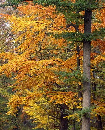 Forêt Domaniale de Crécy-la-Chapelle