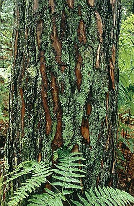 Forêt Domaniale de Jouy