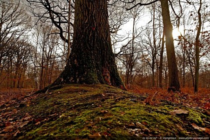 Forêt Domaniale de Sénart