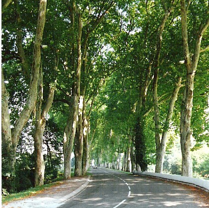 the Alley of the Port and its Plane trees