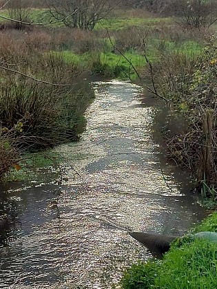 La source de la Sinope