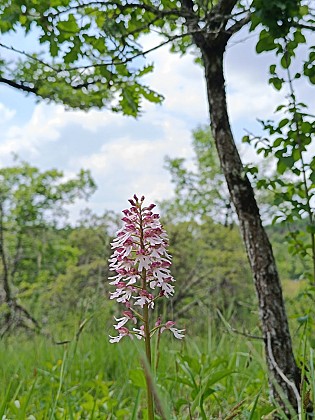 L’Éperon barré de Murat