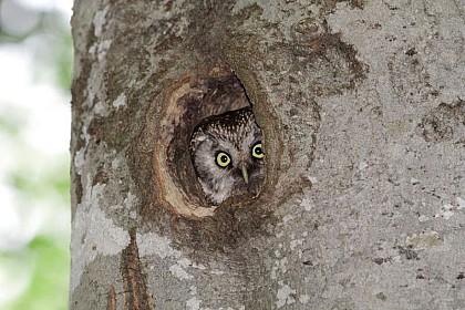 Un véritable village