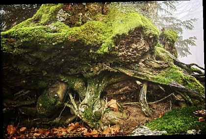 Vie secrète du sous-sol