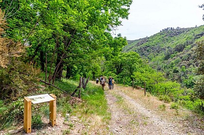 Châtaigniers cultivés