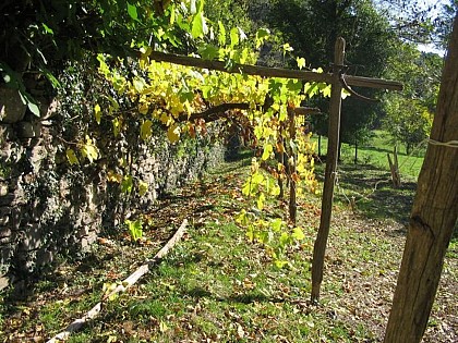 La vigne
