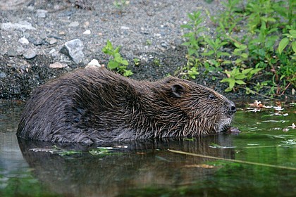 The European beaver (Castor fiber)