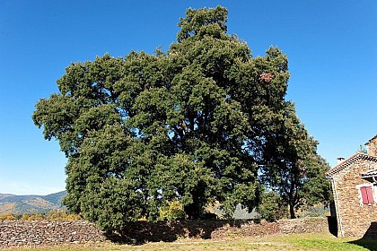 Le chêne et le cimetière