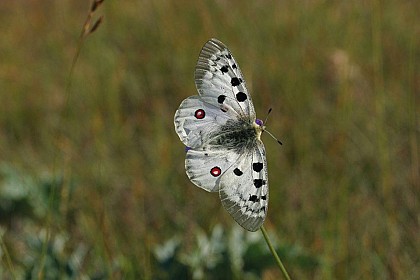 L'apollon (Parnassius apollo)