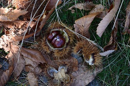 The Cévenol chestnut grove