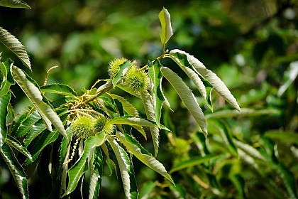 The sweet-chestnut orchard