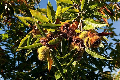 The sweet chestnut: the tree of life