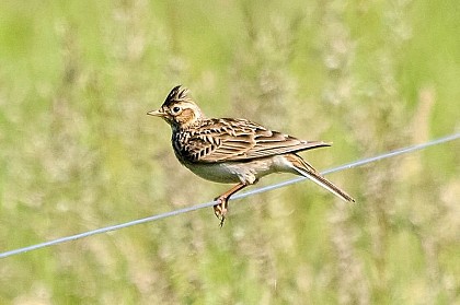 Alouettes! Ou Alluech!