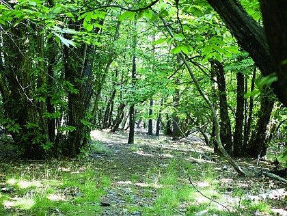 La châtaigneraie
