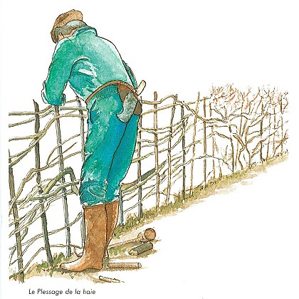 Très belle haie plessée