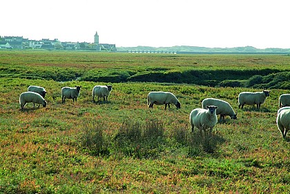 Le Havre, un écosystème à préserver