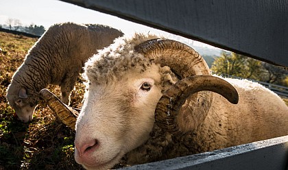 La Bergerie de Marina