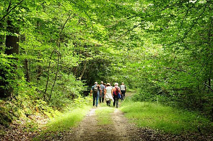 La Forêt domaniale de Loches