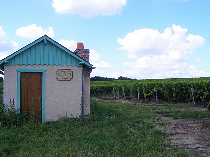 Au milieu des vignes