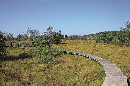 Les Tourbières du Plateau de la Verrerie
