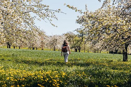 Les cerisiers en fleurs à Fougerolles