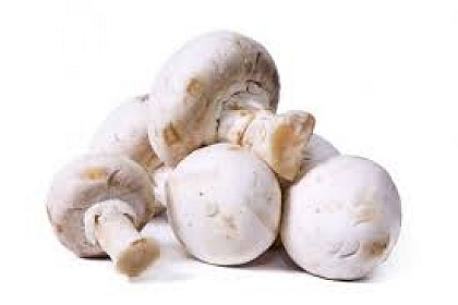 Les champignons de Ladignac