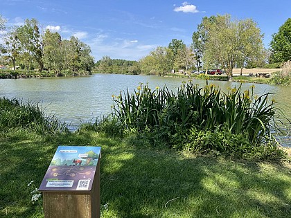 Etangs de Saint-Martin