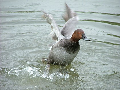 Etang Le Grand Birieux
