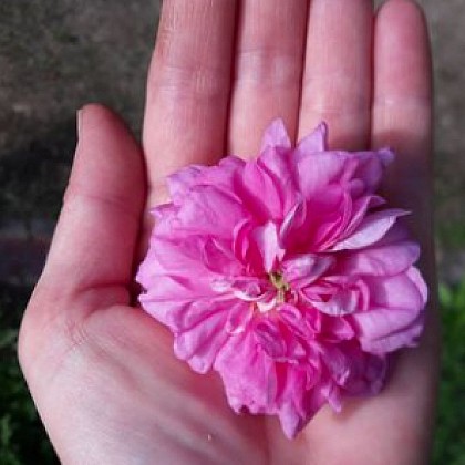 Le Jardin des Bonnes Herbes