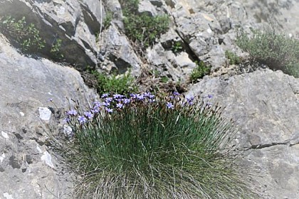 Aphyllanthe de Montpellier
