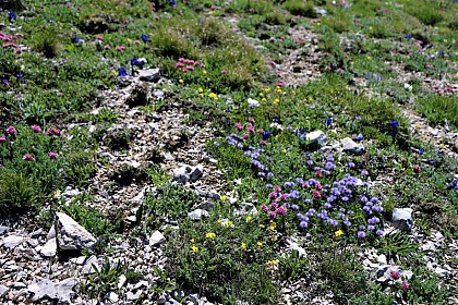 Pelouses sèches calcicoles