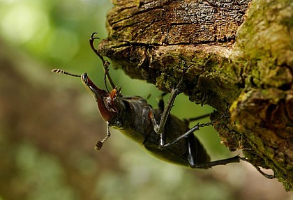 Insectes des forêts de chênes